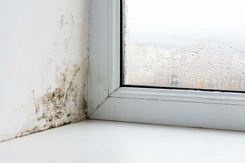 black mold