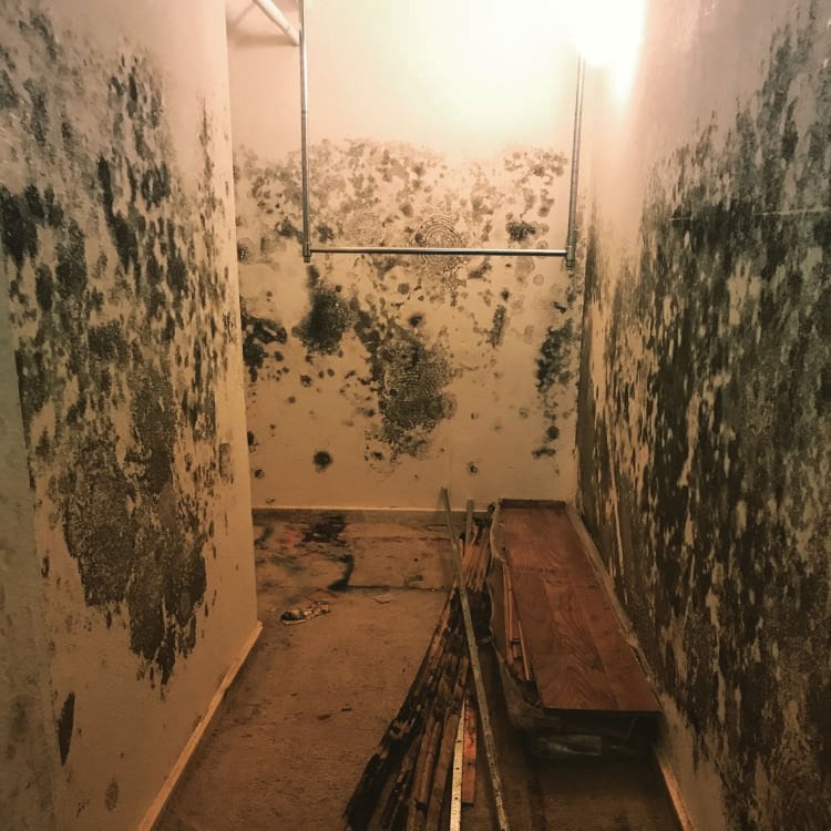 moldy-walls-in-home2108091753202
