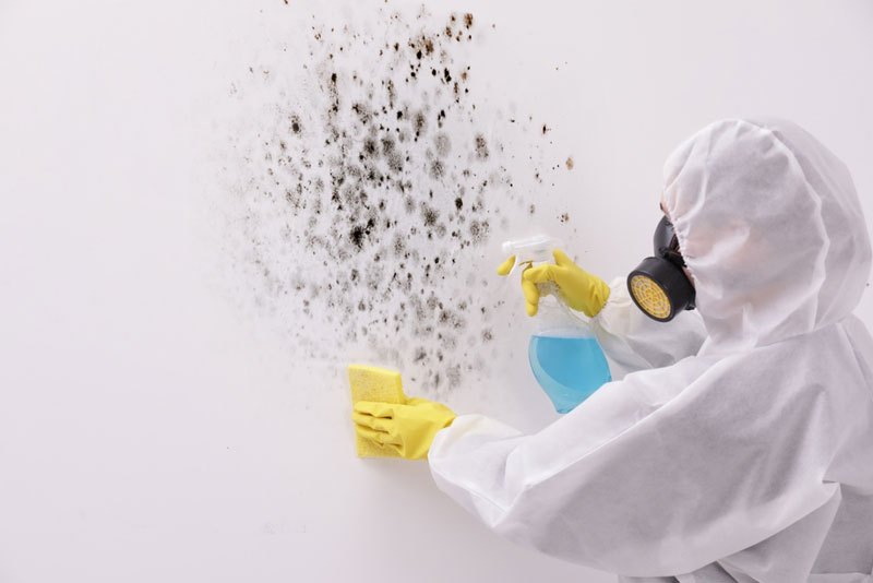 mold removal